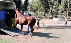 At Tama Rmorku